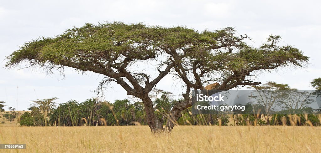 Tree Climbing Lions Lion climb an Acacia tree to rest during the  heat of the day. Serengeti National Park, Tanzania Acacia Tree Stock Photo