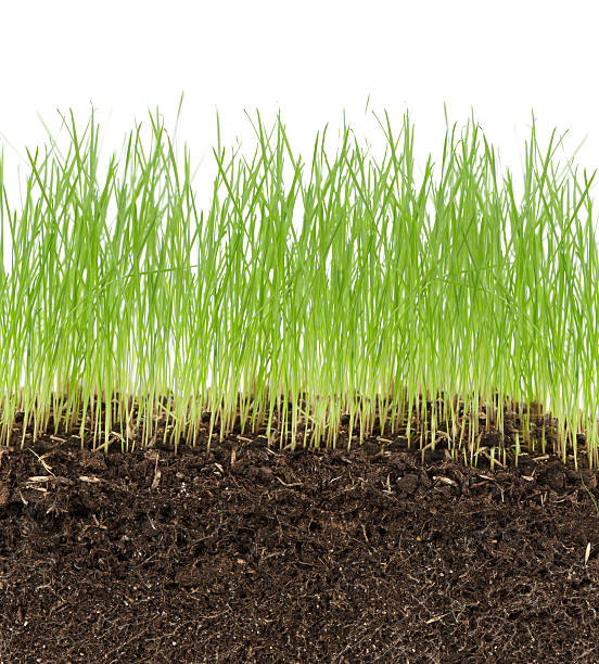 istock green grass in soil isolated on white background 178569532