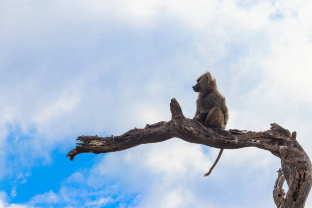 istock Olive baboon (Papio anubis), also called the Anubis baboon, sitting on a dried tree in Serengeti National Park in Tanzania 1785696463