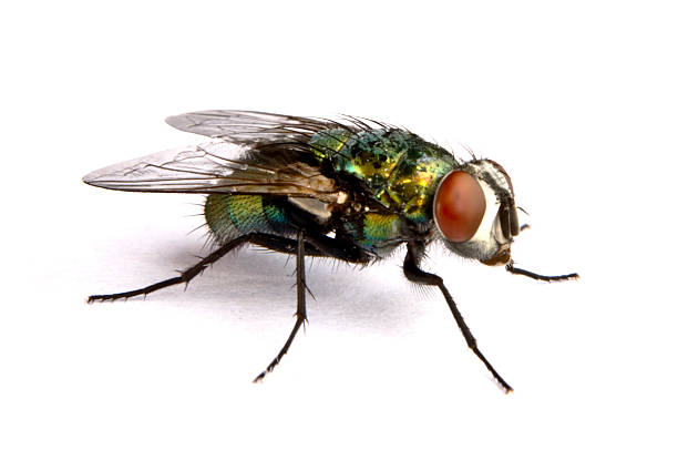 iridescent house fly in close up iridescent house fly in close up on light background housefly stock pictures, royalty-free photos & images