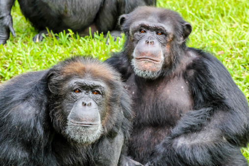 Close-up of two Chimpanzees, Miami, Florida, USA