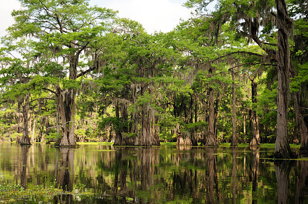 istock Louisiana Cypress Grove 178569919