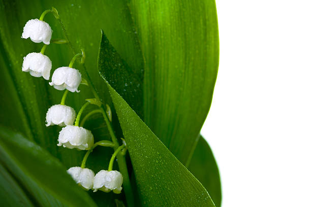 istock Lily-of-the-valley 178570165