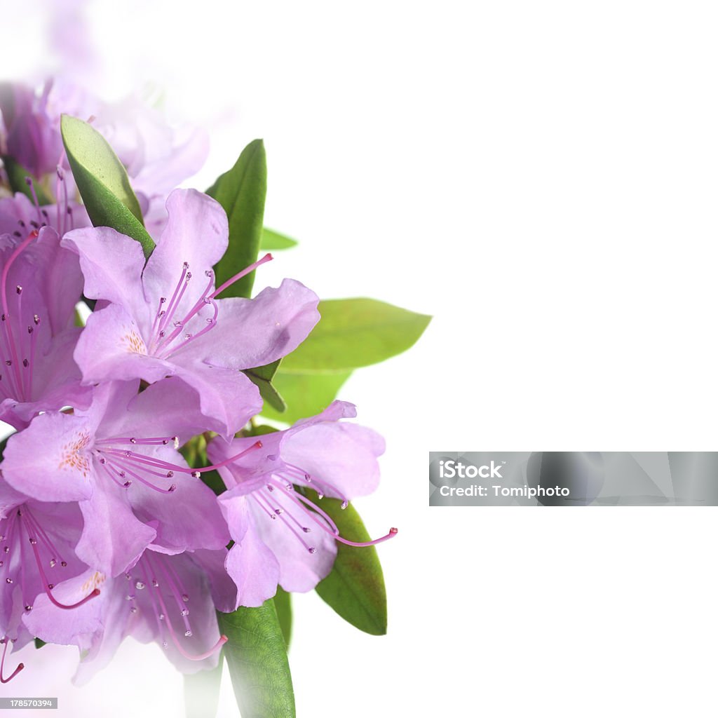 flower flower, rhododendron, nature Blossom Stock Photo