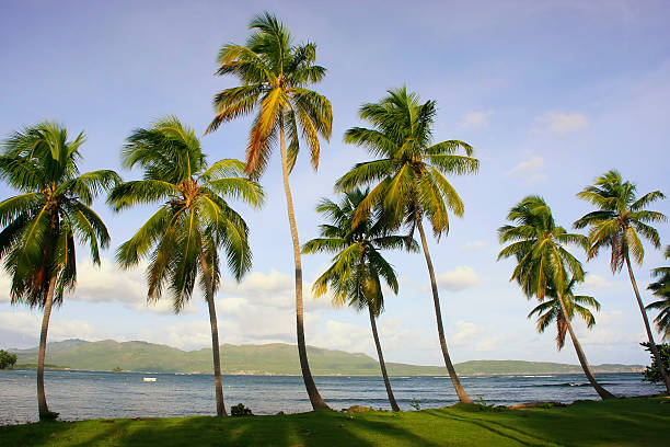 istock Leaning palm trees at Las Galeras beach, Samana peninsula 178570411