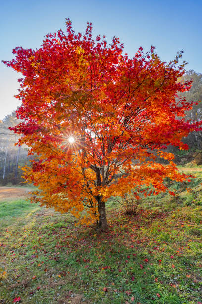 istock A maple tree turns bright red in the morning sun 1785707028