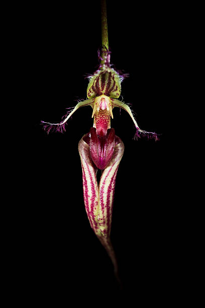 istock Orchid Hybrid - Bulbophyllum putidum x facinator 178570737