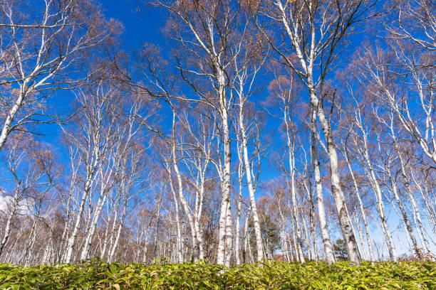 Autumn scenery of the Japanese highlands