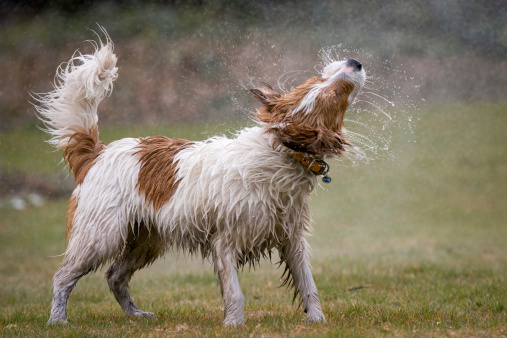 Shaking of water after taking a shower