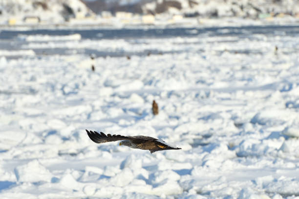 istock Bird watching with floating ices in winter 1785711341