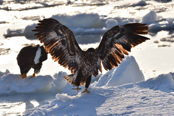 istock Bird watching with floating ices in winter 1785711356
