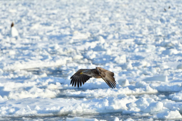 istock Bird watching with floating ices in winter 1785711360