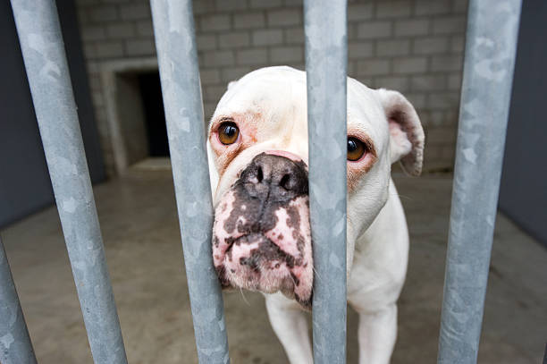 istock A sad looking dog in an animal shelter 178571157