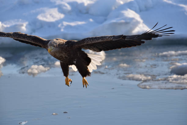 istock Bird watching with floating ices in winter 1785711766