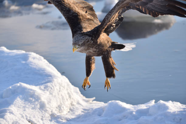 istock Bird watching with floating ices in winter 1785711887