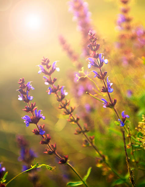 istock Beautiful purple wild flowers in sunset 178571255