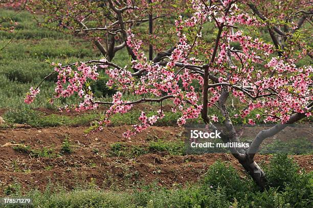 Bela Flor De Pêssego Flores - Fotografias de stock e mais imagens de Beleza natural - Beleza natural, Caule de planta, Cor de rosa