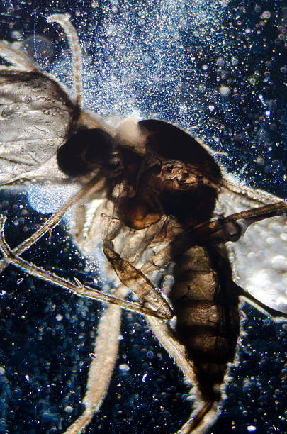 科学顕微鏡動物の昆虫 - daphnia water flea high scale magnification micro organism ストックフォトと画像