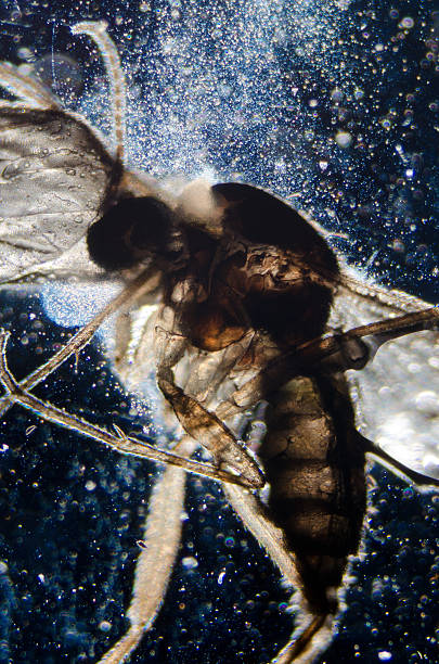 ciência com bicho-animal - daphnia water flea high scale magnification micro organism imagens e fotografias de stock