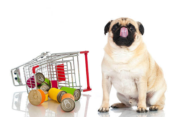 istock Pug with pet food 178571715