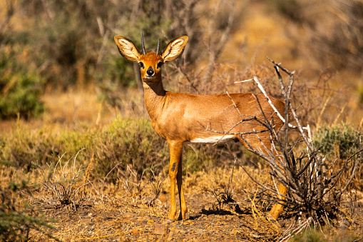 Bebé Impala photo