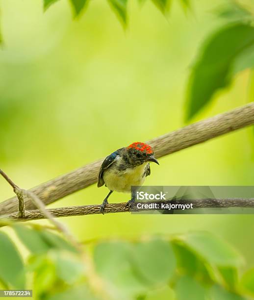Photo libre de droit de Mâle Scarlet Flowerpecker À Dos banque d'images et plus d'images libres de droit de Animal mâle - Animal mâle, Bangkok, Couleur verte