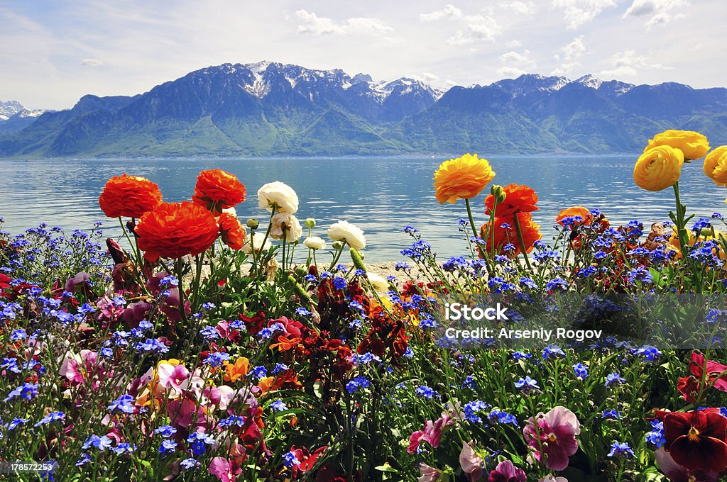 Lac, des fleurs, des montagnes suisses Apls - Photo de Alpes européennes libre de droits