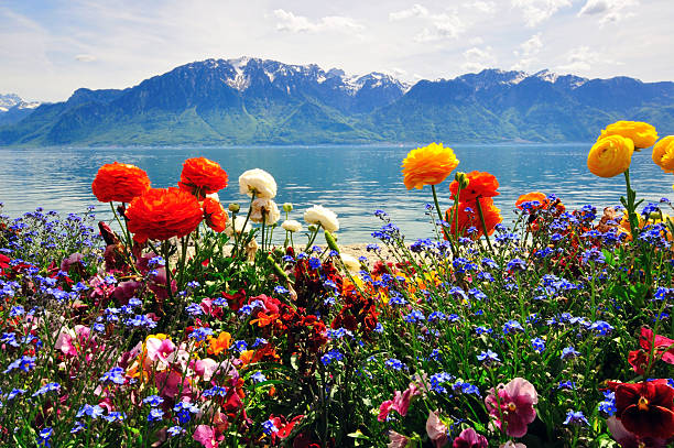 istock lake, flowers, Mountains in swiss Apls 178572253
