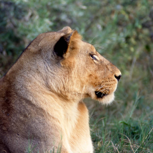 istock Lion in the Foreground 178572360