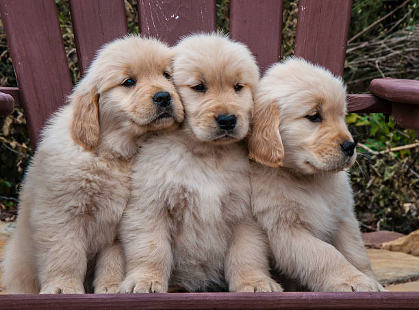 Drei Golden Retriever Welpen sitzen auf einem Stuhl – Foto