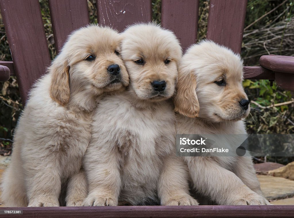 Three Golden Retriever puppies sitting on a chair A trio of Golden Retriever puppies sitting on a dark red wooden chair in a park with their heads against each other. Puppy Stock Photo