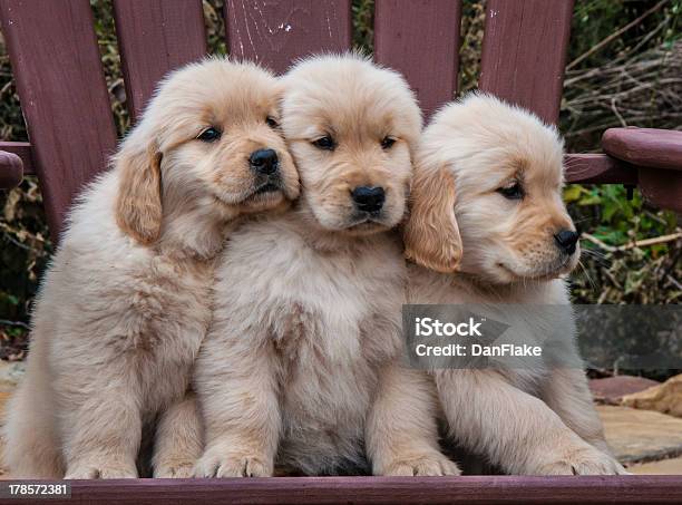 Three Golden Retriever Puppies Sitting On A Chair Stock Photo - Download Image Now - Puppy, Golden Retriever, Young Animal