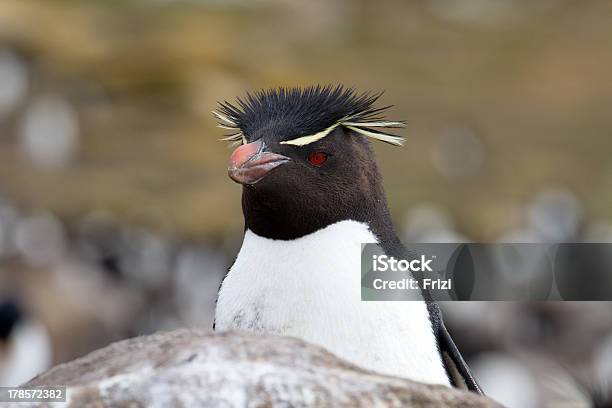 Foto de Curioso Pinguimdepenachoamarelo e mais fotos de stock de Animal - Animal, Animal selvagem, Antártica