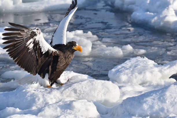 istock Bird watching with floating ices in winter 1785725074