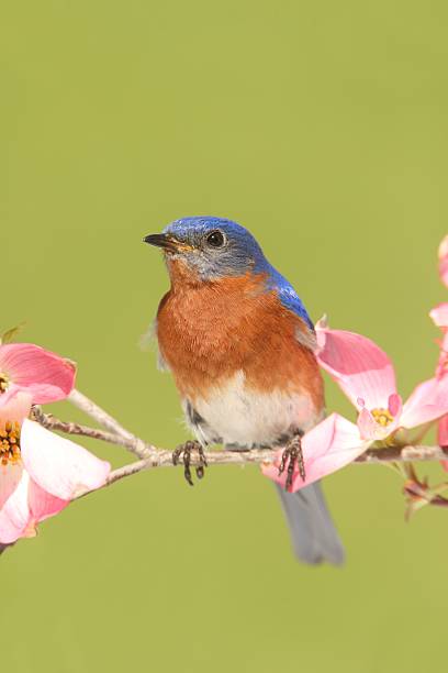 istock Bluebird with Dogwood flowers 178572537
