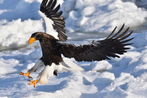istock Bird watching with floating ices in winter 1785725846