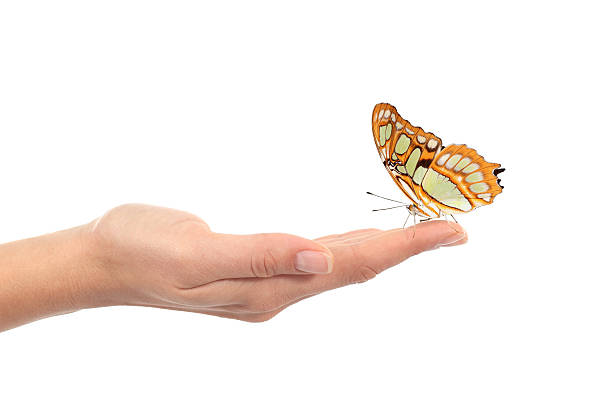 istock Woman hand holding a beautiful butterfly 178572642