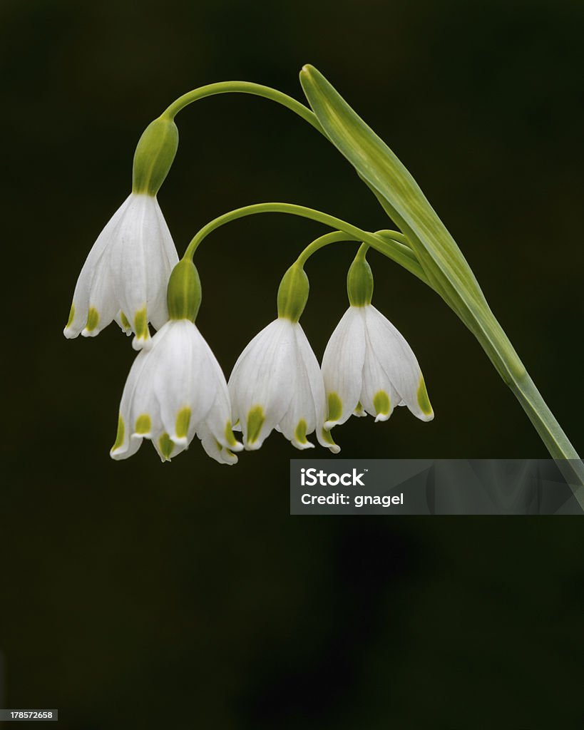 Verano copo de nieve lilies colgar - Foto de stock de Aire libre libre de derechos