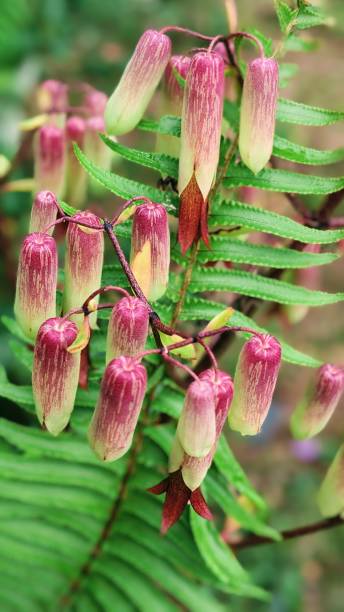istock Cathedral bells flower and a fern 1785731823