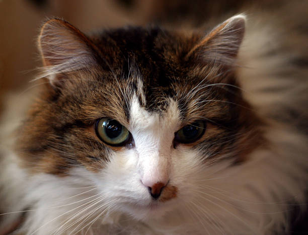istock Portrait of a cat 178573305