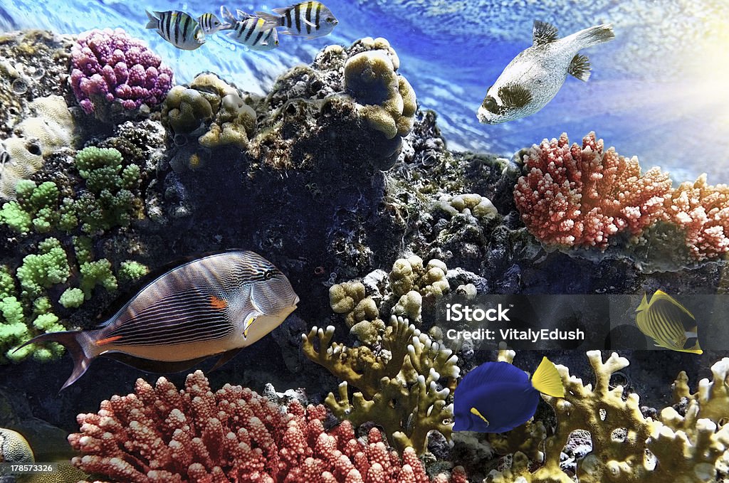 Coral and fish in the Red Sea.Egypt Animal Wildlife Stock Photo