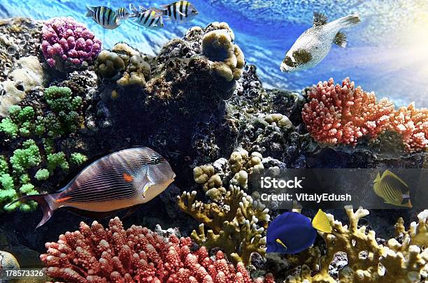 Coral And Fish In The Red Seaegypt Stock Photo - Download Image Now - Animal Wildlife, Animals In The Wild, Aquatic Organism