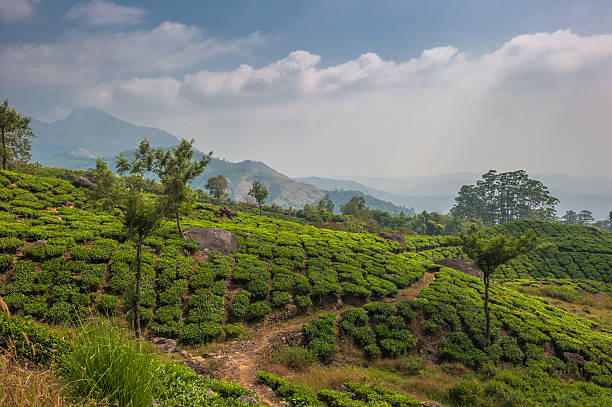 istock Tea plantations in Munnar, Kerala, India 178573341