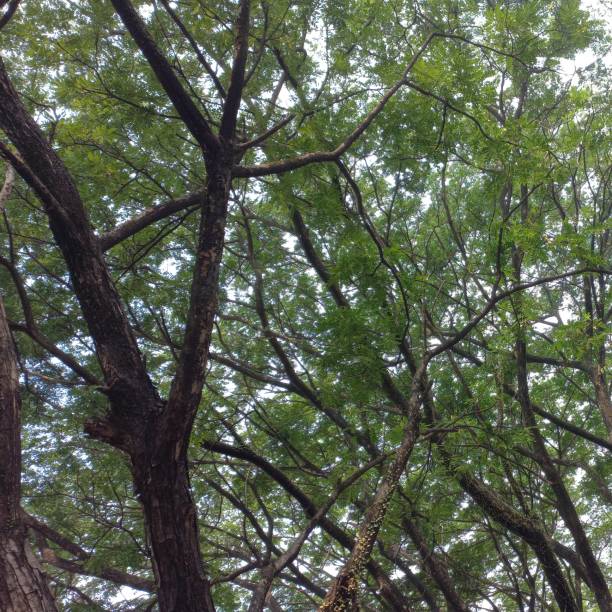 olhando para a bela paisagem de árvores com folhas verdes frescas - leaf branch tree green - fotografias e filmes do acervo