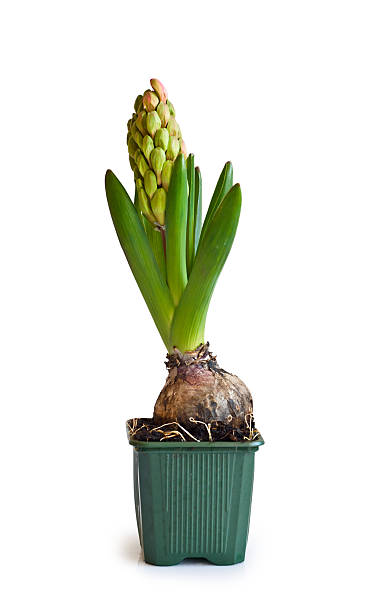 istock Buds at pink hyacinth 178573423