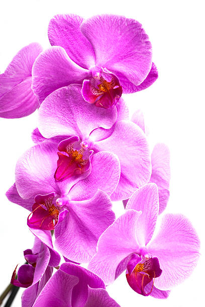 istock Purple orchid flowers close up on white 178573629