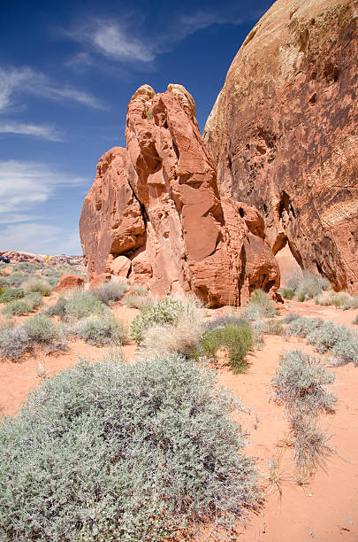 Rocas rojas, la Flora y la arena en Nevada Desert - foto de stock