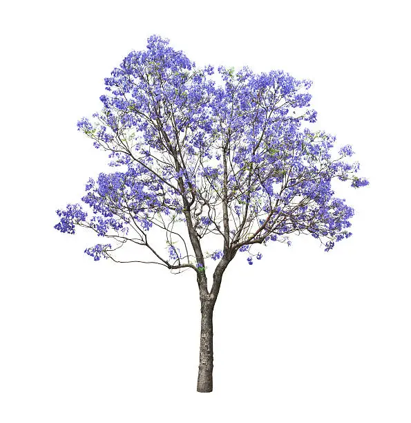 beautiful blooming Jacaranda tree isolated on white background