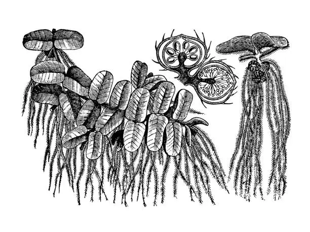 Vector illustration of Salvinia floating, Salvinia natans, a small fern floating on the surface of reservoirs, old vintage illustration, 1897
