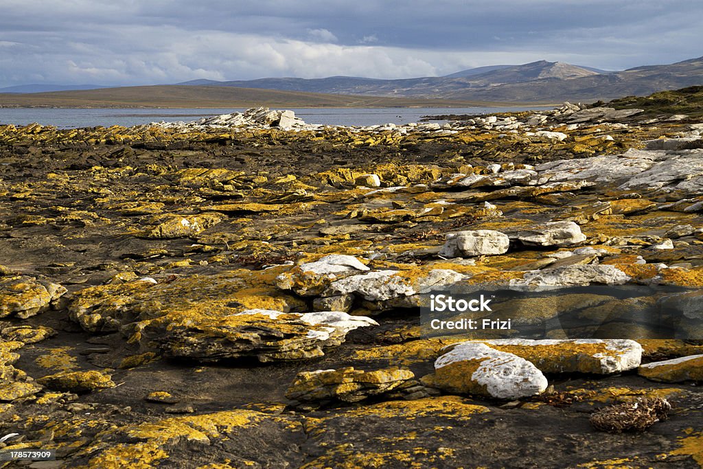 Litoral das Ilhas Falkland (Malvinas) - Foto de stock de Amarelo royalty-free